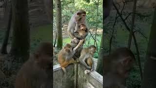 Sevimli Hayvanlar #animal #animals #monkey #monkeyvideo #cutemonkey #cuteanimals #cute #aboneol