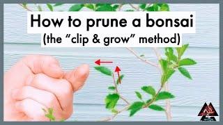 How to prune a bonsai tree (clip & grow method)