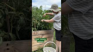 Biber tohumu toplama ️ #bitkibakımı #bahçe #gardening #seeds