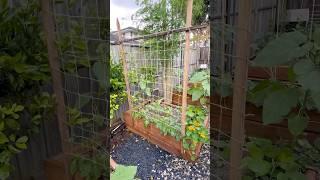 Trellis is up for our snake beans #gardening #vegetablegardening #deogardener #fyp #shorts #trellis