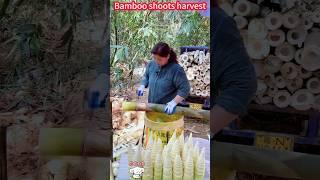 Tip for cutting bamboo shoots: Quick Harvest, crispy tender  easily done。切竹筍的技巧：快速收穫，脆嫩美味輕鬆搞定