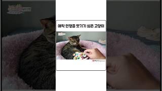 아끼는 문어 인형을 뺏으려 했더니...