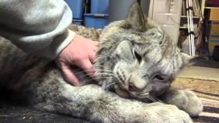 Max Canada Lynx - I'm a Big Baby