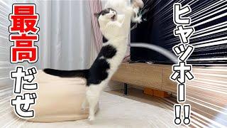 猫が暇そうだったので、久しぶりにオモチャを出したら大変なことになったw