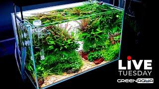 LIVE Planted Aquarium with Lo-Fi Chill Music | Green Aqua Live Stream #3