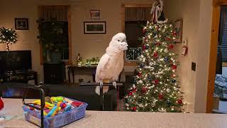 Keeping A Cockatoo Occupied