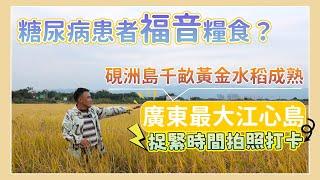 廣東最大江心島、硯洲島千畝黃金水稻迎來收割時｜培育出格菱2號水稻｜糖尿病患者福音｜