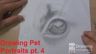 Drawing Pet Portraits Part 4 – Adding Texture to the Fur