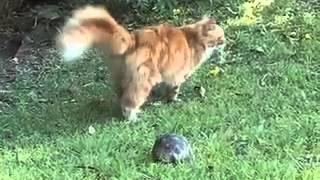 Turtle vs Cat