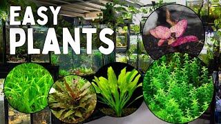 These 12 Aquarium Plants are the Easiest to Grow!