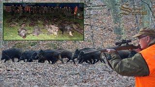 Wild boar driven hunt in Croatia - Season 2018. - Drückjagd  in Kroatien 2018.