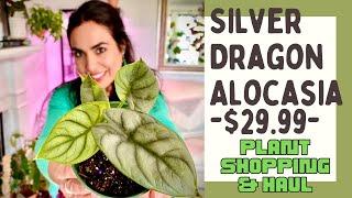 MARCH 2021 House Plant Tour Nursery / Special Find Great Deal SILVER DRAGON Alocasia $29.99