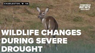 West Virginia hunters see changes in wildlife activity amid drought conditions