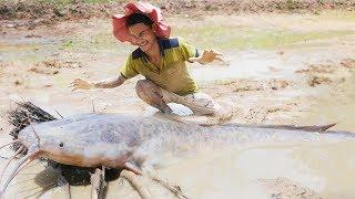 Find catfish in secret hole dry by smart boy Village Fish hunting method Unbelievable Fish Catching