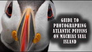 What It's Like to Photograph Atlantic Puffins on Machias Seal Island - A Guide for Visitors