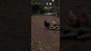 #hühner #hühnerhalten #shortsvideo #hühnerrassen #zucht #subscribe #chicken #rooster #happy #küken