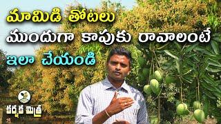 మామిడిలో ఈ టెక్నిక్స్ పాటించండి ||పూత ముందుగా వస్తుంది, అధిక మార్కెట్ ధర పొందవచ్చు || Karshaka Mitra