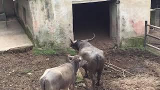 Wild Buffaloes In Nepal/ Arna Vaisi/ Vaisi-