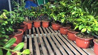 GL Vạn Phúc Giảo Nhung Siêu Bông Bình Lợi Góc Bonsai Đẹp 21/5/2024 ĐT 0918970606