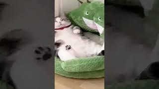 #Short #cat cute แมวน้อยเกิดมาพร้อมกับฟังก์ชั่นการรักษาของตัวเองใช่มั้ย พวกเขาจึงน่ารักที่พวกเขสุขทั