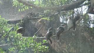 Kookaburras  Laughing