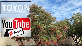 TOYON YouTube Short Heterolomeles arbutifolia identification, facts and cool stuff