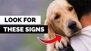 Scientists Reveal: 11 Adorable Signs Your Dog Trusts You More Than Anyone!