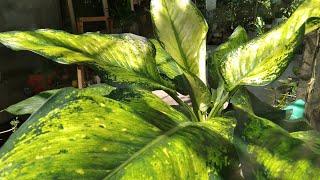 My Beautiful Dieffenbachia Collections - Types of Dieffenbachia