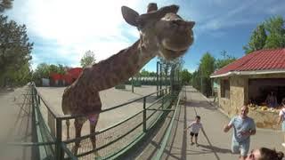 Zoo 360 ° VR