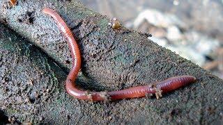 How to Vermicompost: The Simplest Worm Farm You Can Build