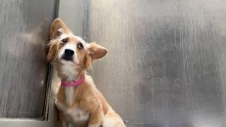 Watch How This Terrified Chihuahua Corgi Mix CLINGS to the Shelter Wall as She Tries to Disappear