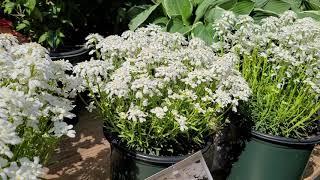 Iberis 'Snowsation' (Candytuft) // SWEET, Early (and EASY), Low Growing Carpets of Perennial COLOR