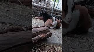 I found this old video of these cuties! #shorts #viralvideo #goat