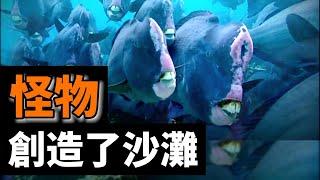 隆頭鸚哥魚揭秘：海底粉碎機--它們不僅一邊吃一邊拉，還把自己的“頭撞扁了”