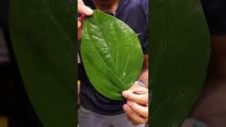 Let's Eat a Flaming Leaf (FIRE PAAN) | Lahore, Pakistan food