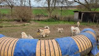 Playtime of Steinunn's X & Y - Puppies  Steinunn's Vík best nanny ever 