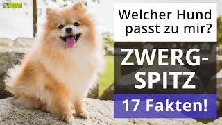 Ist ein Zwergspitz der richtige Hund für mich? 17 Fakten über Zwergspitze!