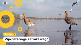 Het gaat niet goed met weidevogels