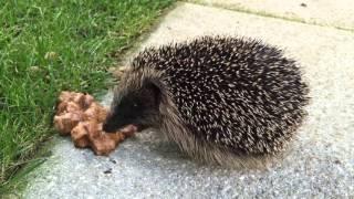 Cute Hedgehog eating loudly.