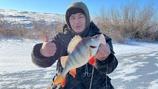 Поймал огромного ОКУНЯ! Жесть.. #рыбалка #fishing #щука #окунь #рыба #жерлицы #окуньзимой #щуказимой