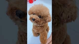 Chestnut asks for pate for Black Sesame | Mrs. Chestnut's Confession #shorts #doglover #poodle