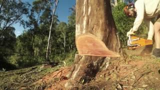 $100 Chinese Chainsaw MTM 62SX felling Australian red gum