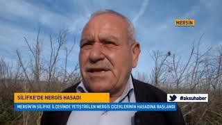 Silifke'de nergis hasadı