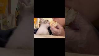 The kitten ate my durian #cat #funny