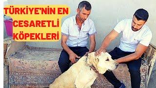 CESARETLİ KANGAL YETİŞTİRİCİSİ SİVASLI ALİ ŞİMŞEK İLE ABİMİN SOHBETİ. AYI BOĞAN KÖPEKLER