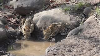 Leopards In India | Leopards Cubs Video