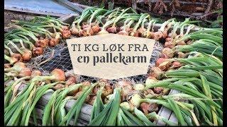 Ti kg løk fra en pallekarm