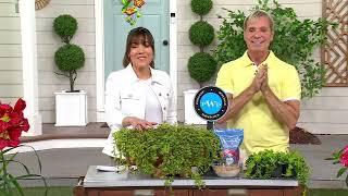 Phillip Watson Designs 6-Piece Creeping Jenny Live Plants on QVC