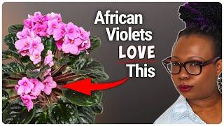 African Violets: Bigger Blooms, Happier Plants with LECA