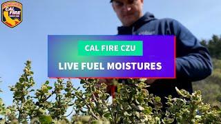 Current Live Fuel Moisturesin CAL FIRE CZU